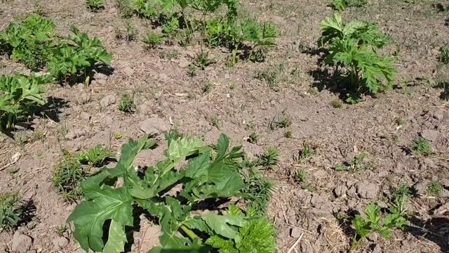 Лучшее средство от борщевика смотреть онлайн