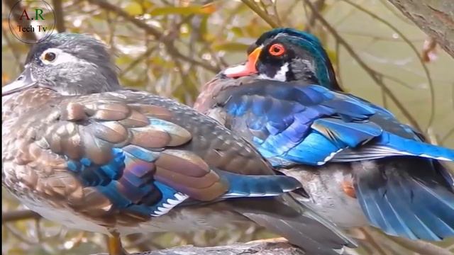 Top 20 Most Beautiful Birds in the World смотреть онлайн