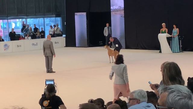Group FCI 10 World Dog Show, Brno, República Checa, Oct-02-2021 Judge Rui Oliviera PT смотреть онлайн
