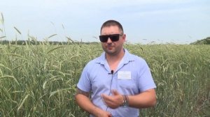 Выращивание ржи: День органического земледелия в «Био-хуторе Петровском»