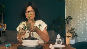 ФОРМИРУЕМ проволокой БОНСАЙ «БУДДА». Бонсай из черенка за 1 год.