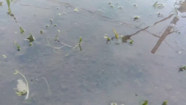 Newly planted Cryptocoryne parva смотреть онлайн