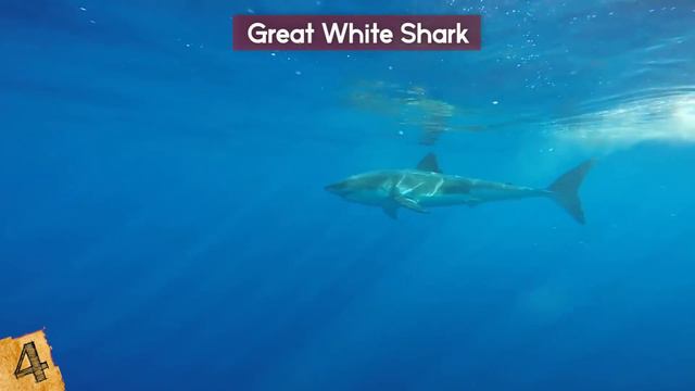 BIGGEST Sharks In The World! смотреть онлайн