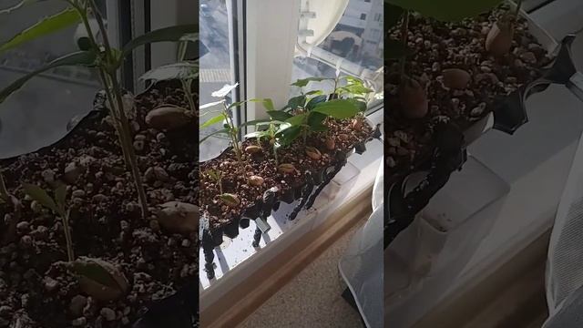 Воздушная обрезка корня. дуб каменный. 3ч смотреть онлайн