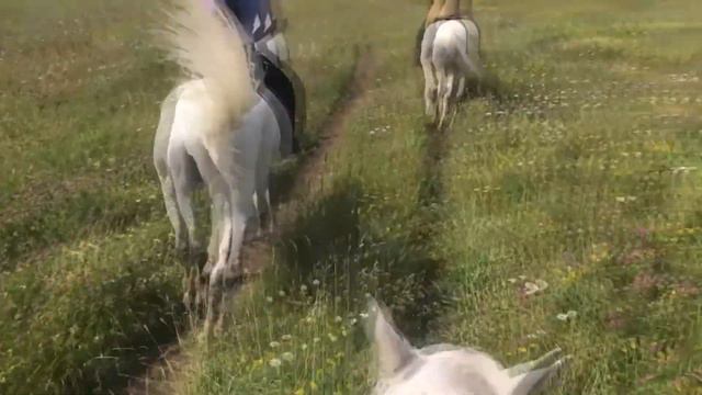 "Денти мангэ швар" смотреть онлайн