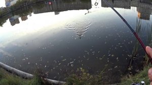 ОБЗОР Спиннинг Daiwa Ninja Z 602ULFS-ST-AR.Рыбалка на спининг В ОКТЯБРЕ.