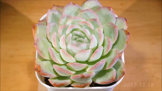 《多肉植物》エケベリア ウォーターリリー 2015-2016 Succulent Echeveria Waterlily timelapse смотреть онлайн