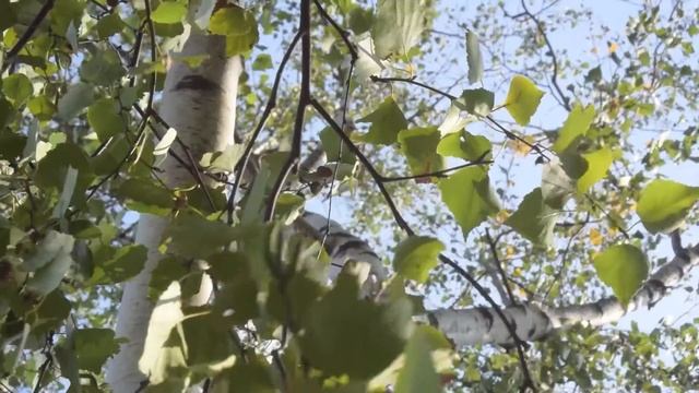 Nikon 1 V3 (1080/30p) смотреть онлайн