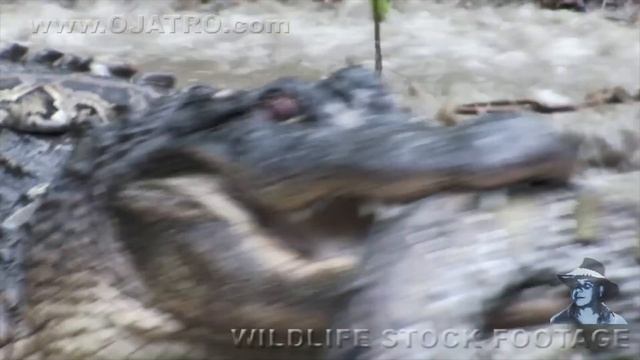 Python Fights Alligator 01 Original Footage смотреть онлайн