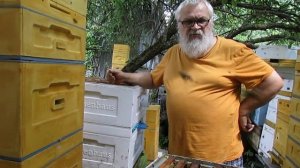 перевожу пчел на ячейку 5,0 мм - часть 1 - семьи пчел отстроили соты с ячейкой 5,0 мм