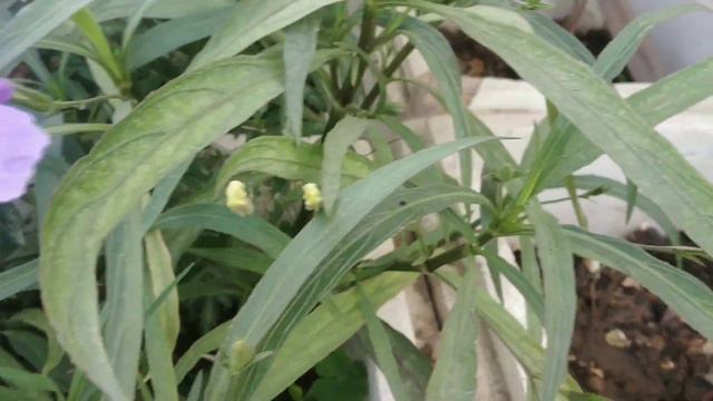 How To Grow And Care Permanent Mexican Petunia Plant (सालो साल भर भर के फूल देते रहेंगे)🌸