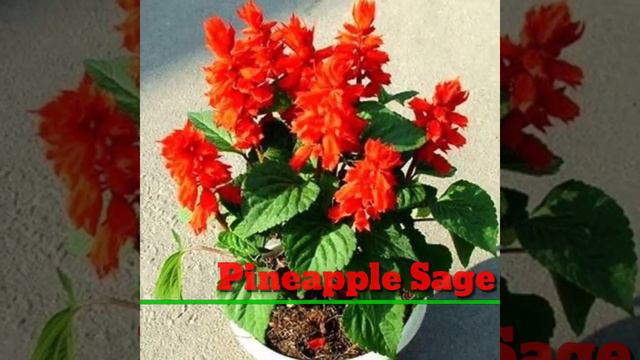 82 Red Flower Plants | Red Flower Plant varieties with Identification | Plant and Planting смотреть онлайн