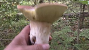 КОСИМ ГРИБОЧКИ! В ГОСТЯХ У САШИ ХАБАРКИНА!!