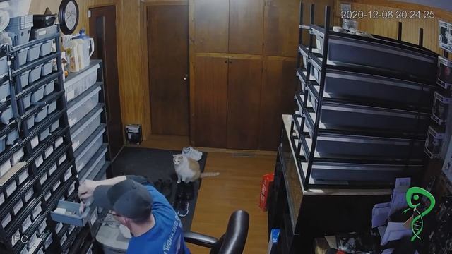 Ball Python feeding to Music from Artlist.io смотреть онлайн