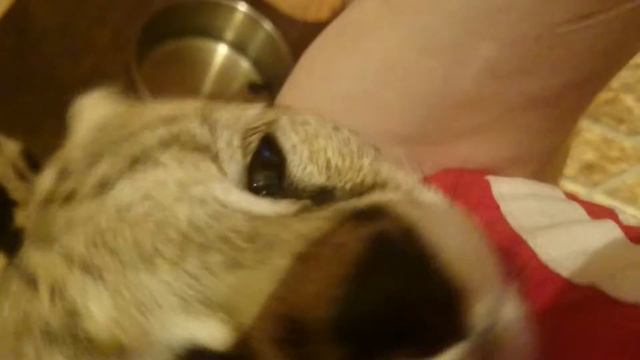 Еве нравится мой запах смотреть онлайн