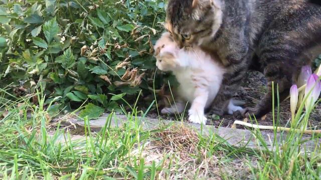 Первые экстремальные прогулки котенка Рыжули с заботливой кошкой мамой смотреть онлайн