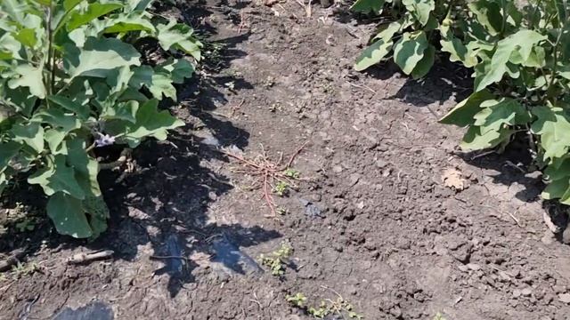 Овощи Растут. Баклажан Эпик F1, описание и сравнение с баклажаном Алмаз. смотреть онлайн