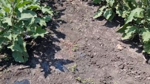 Овощи Растут. Баклажан Эпик F1, описание и сравнение с баклажаном Алмаз.