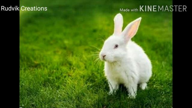 Rabbit meat benefits (Muyal kari nanmaigal) смотреть онлайн