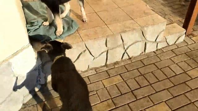 Щенки ВЕО на продажу смотреть онлайн