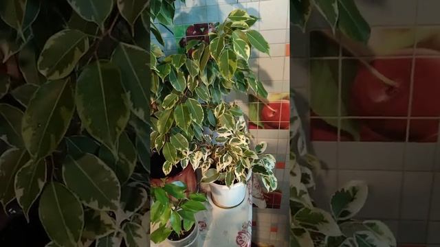# 026 Фикус Бенджамина, УХАЖИВАЕМ ЗА ФИКУСОМ ПРАВИЛЬНО! смотреть онлайн