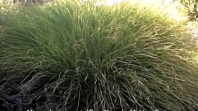 Miscanthus sinensis 'Gracillimus' - Maiden Grass смотреть онлайн