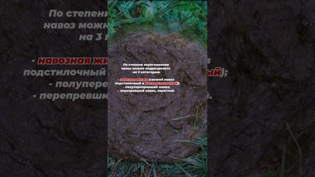 Коровяк — органическое азотное удобрение. Лакомство для ваших растений! смотреть онлайн