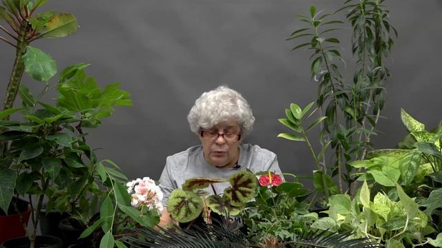 Ядовитые растения у нас дома смотреть онлайн