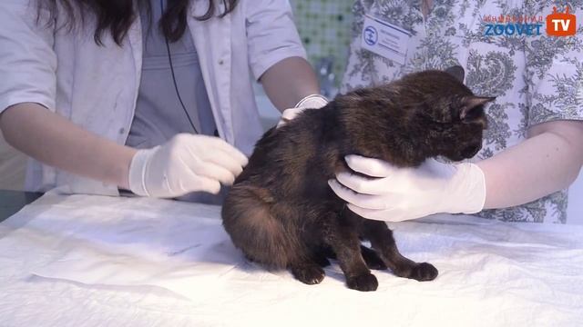 Что делать, если Ваша кошка чешется? смотреть онлайн