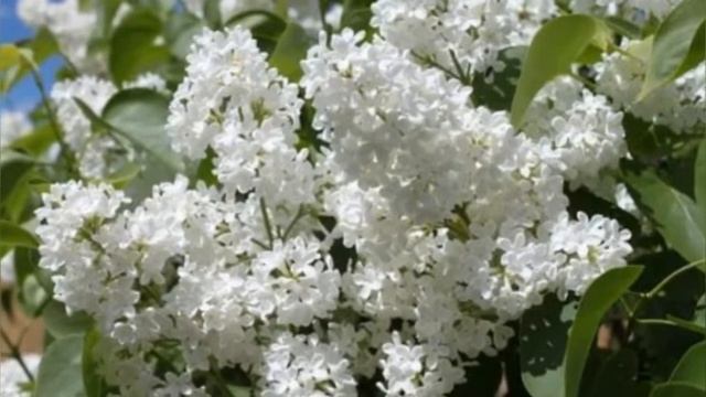 Популярные белые садовые цветы смотреть онлайн