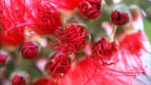 Sahaja yoga Рага Дарбари смотреть онлайн