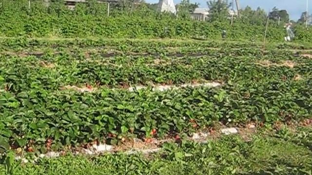 клубника мармелада смотреть онлайн