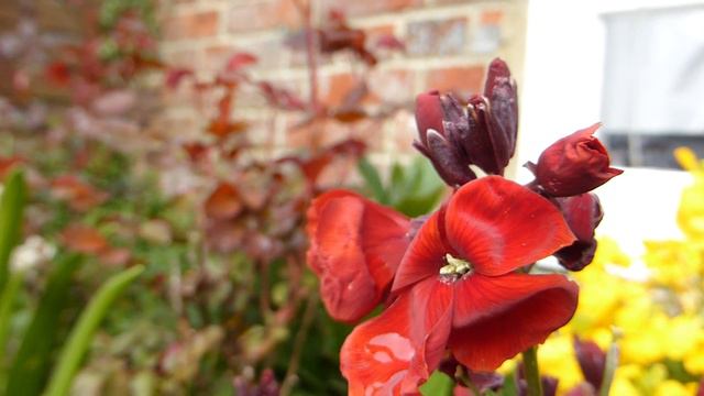 Wallflowers - Erysimum cheiri - Gulltoppur - Sumarblóm - Garðplöntur смотреть онлайн