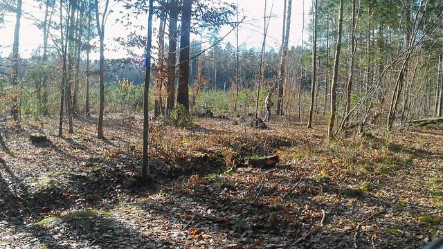 В БОБРУЙСКОМ ЛЕСУ НЕТ СОЛДАТ И НЕТ ГРИБОВ смотреть онлайн