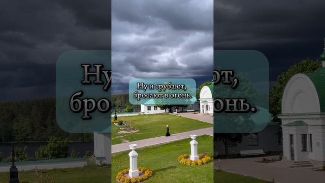 Пётр Мамонов о том, какие должны быть плоды