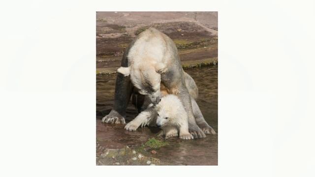 Белые Медвежата Из Красной Книги России/Polar Bear Kids смотреть онлайн