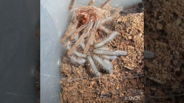 Виртуальная энциклопедия «Несколько фактов о пауках, которых, быть может, вы ещё не знали!» смотреть онлайн