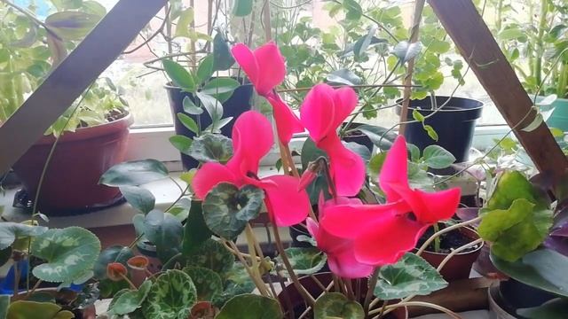 Когда Цикламен цветёт во-время? смотреть онлайн