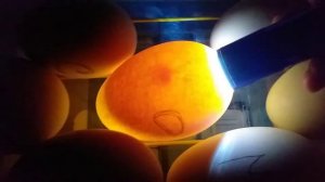 овоскопирование гусиных яиц как выглядит зародыш на 7 день ?