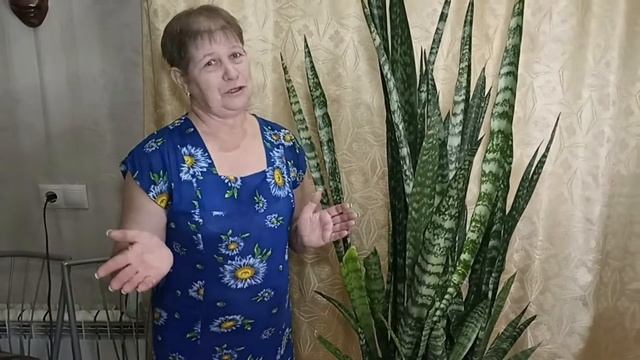 Сансевиерия или Щучий хвост смотреть онлайн