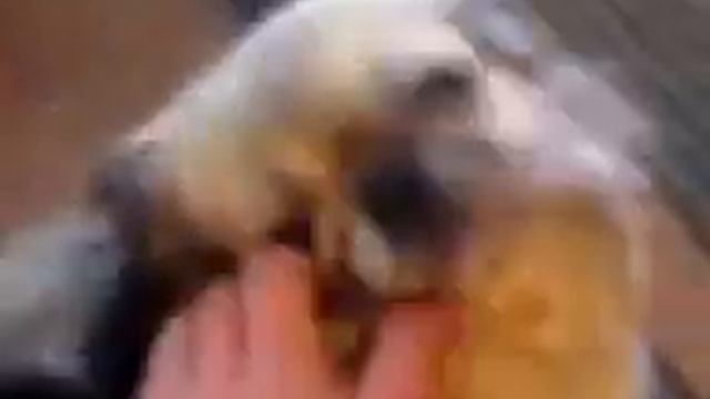 Собака Пекинес смотреть онлайн