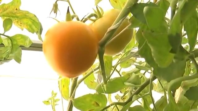 Дачные советы Галины Старосельцевой Сентябрь 24-2020 смотреть онлайн