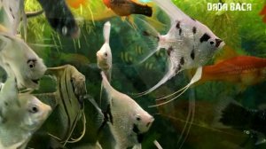 Скалярии! Содержание, размножение, кормление, уход и совместимость аквариумных рыбок Скалярий!