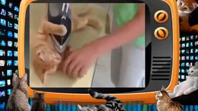 Кошачий теннис. Прикольное видео про кошек! смотреть онлайн