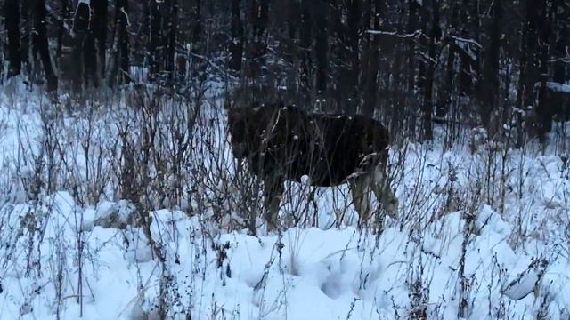 Лось в лосином острове смотреть онлайн