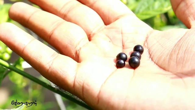 குட்டி தக்காளி |அல்சருக்கு இது தான் மருந்து |tomato смотреть онлайн