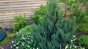 Можжевельник китайский (лат. Juniperus chinensis) Stricta