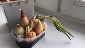 В хозяйстве ничего не пропадает: если лук пророс!