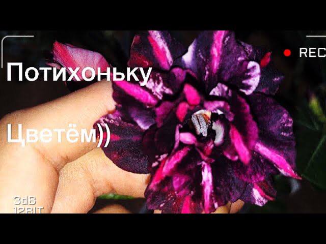 Адениум. Потихоньку цветем))) Мультипрививка. смотреть онлайн
