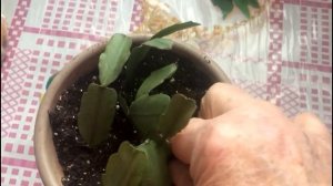 Декабрист, зигокактус.  Размножаем черенками..